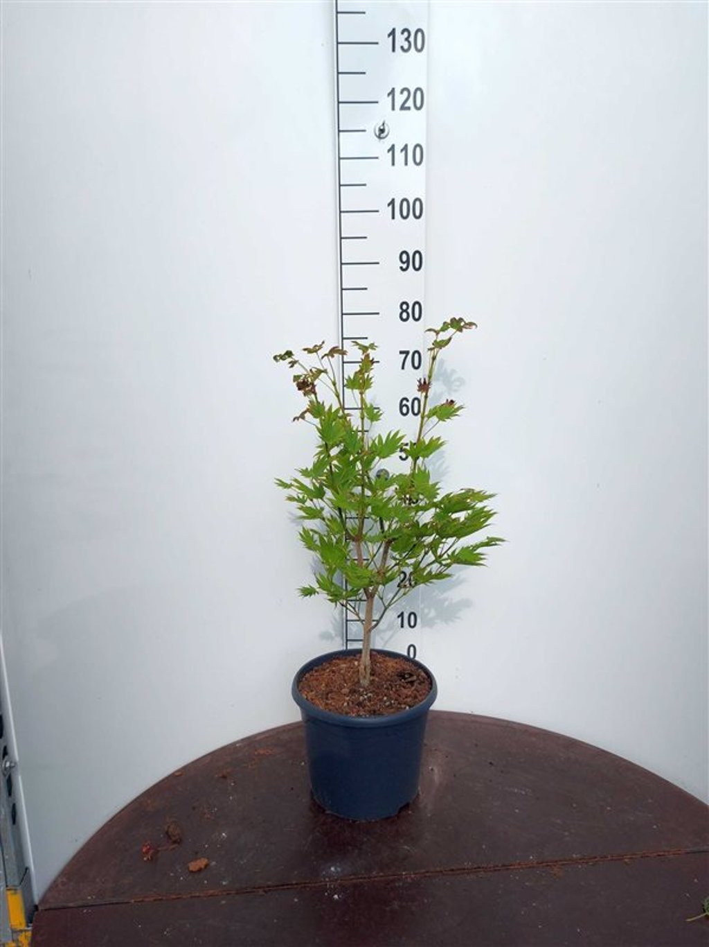 Acer shirawasanum 'Moonrise'® - C10 50-60 CM